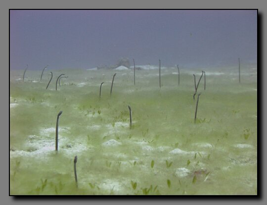 garden eels on wreck